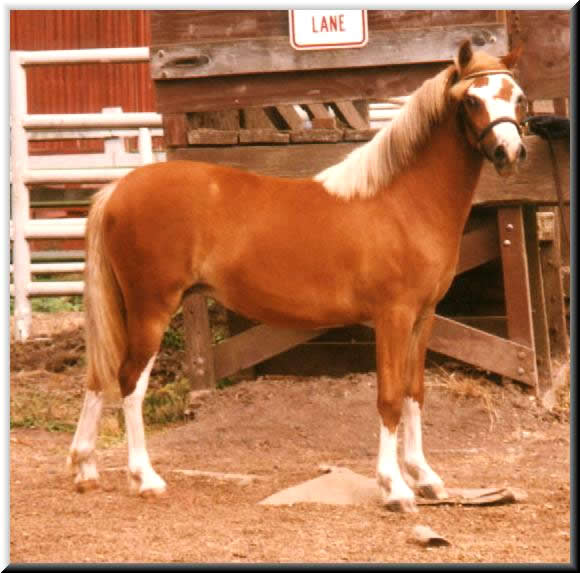 Lochinvar Prima Donna as a yearling