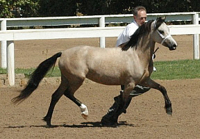 Lochinvar Princess JulieAnne, at the American National show as a two year old.