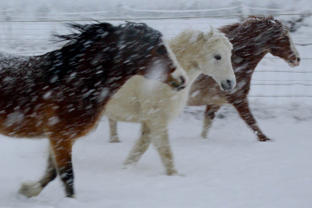 Snow ponies